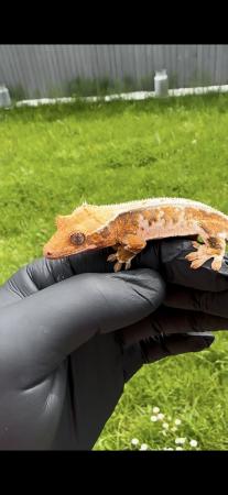 Image 1 of Crested gecko hatchlings (reds/harlequins/lilywhites