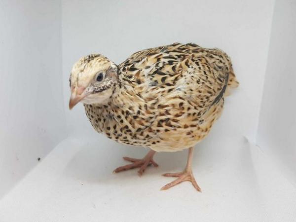 Image 3 of Japanese quail /coturnix quail