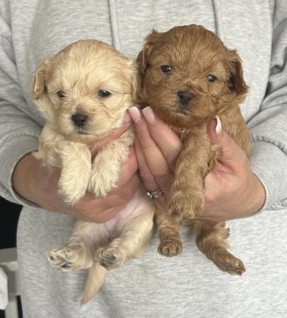 Image 5 of Gorgeous Shihpoos For Sale