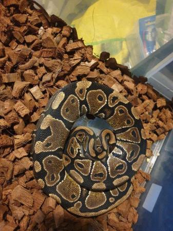 Image 2 of Royal pythons ready for homes normal female and others