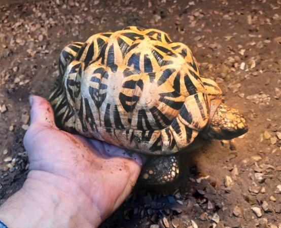 Image 3 of INDIAN STAR TORTOISE MALE cb 2012 in the UK