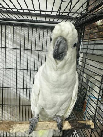 Image 3 of Baby Super tame Cockatoo for sale talking parrot