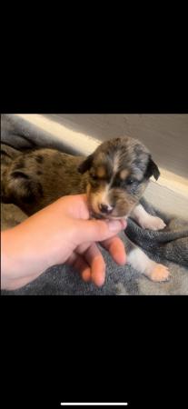 Image 6 of 3/4 collie 1/4 whippet puppys - taking deposits now