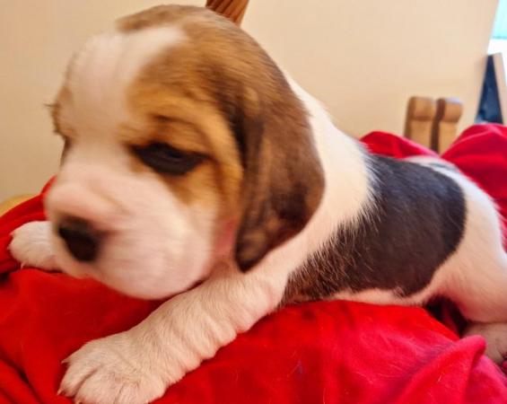 Image 13 of 2 BEAUTIFUL (KC REGISTERED) BEAGLE PUPPIES