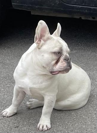 Image 21 of KC REGISTERED TRUE TO TYPE FRENCH BULLDOG BOY