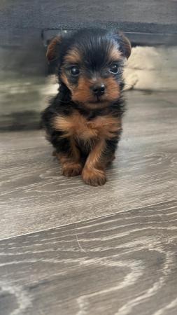 Image 2 of Adorable teacup Yorkshire Terrier Puppies