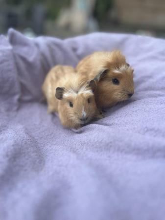 Image 3 of Golden colour Baby Guinea pigs ready now..