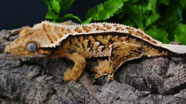 Image 4 of Gorgeous Tri Colour Harlequin Pinstripe Crested Gecko CB 22