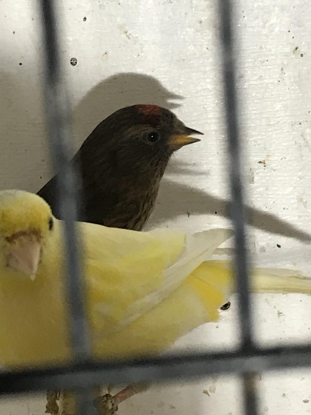 Preview of the first image of 2023 cobalt redpoll cock bird pos split for pied ..