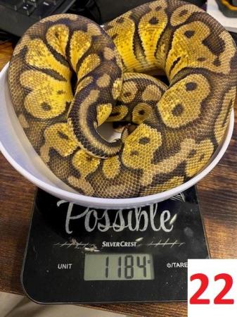 Image 14 of Various Royal Pythons - Reduced