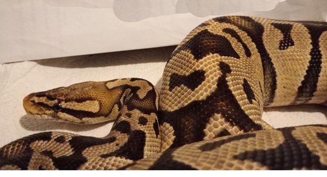 Image 2 of Female Adult Pastel, Royal Python