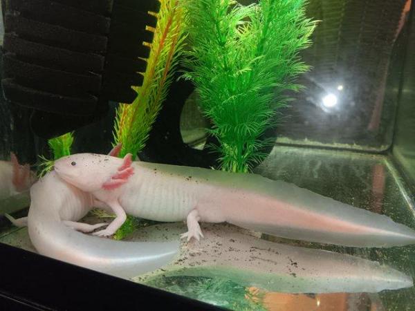 Image 5 of Male white albino axolotl for sale 2 years old