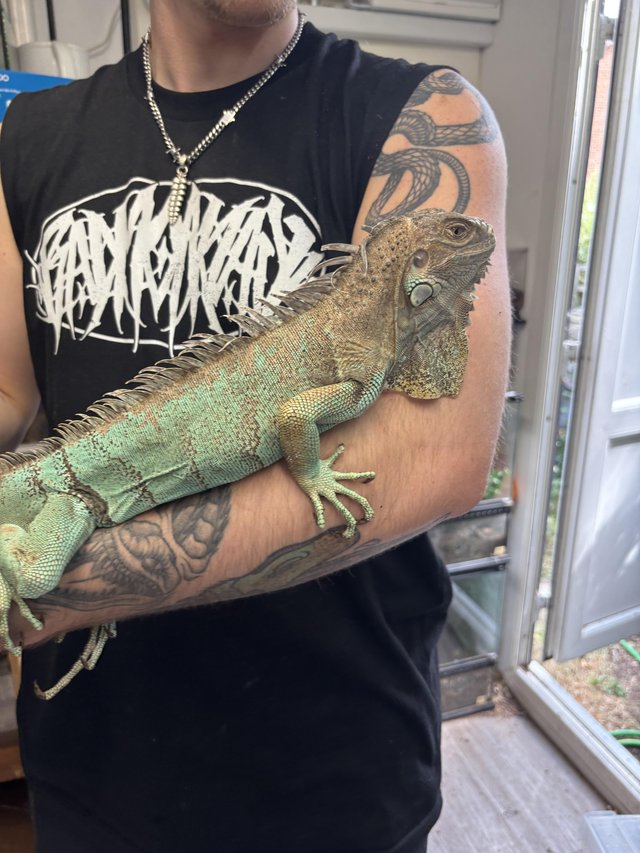 Female het snow iguana.