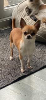 Preview of the first image of Female Chihuahua for sale.