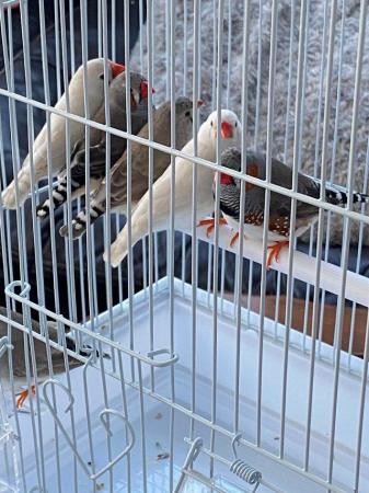 Image 7 of Zebra Finches young hatched this year from £12 each
