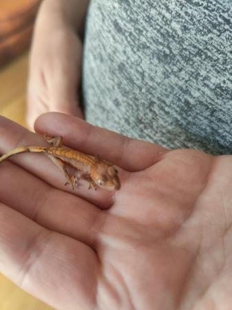Image 9 of baby crested Geckos for sale..