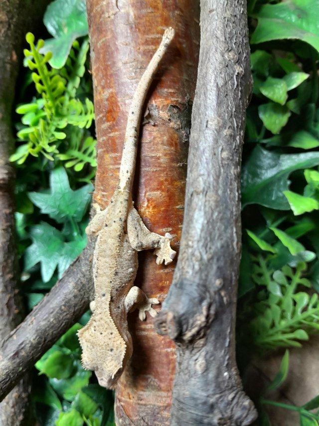 Preview of the first image of Crested Gecko Hatchlings and Breeders..