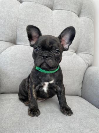 Image 5 of *Price Reduced* 12week old French Bulldog brindle puppies