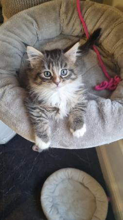 Image 5 of GCCF Pedigree Maine coon Kitten female READY NOW