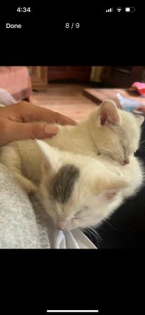 Image 3 of Beautiful white and grey farmhouse kittens