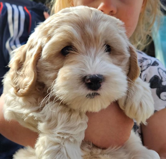 Preview of the first image of Stunning Cockapoo Puppy (F) READY for her forever home NOW!.