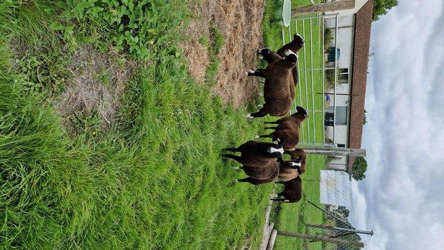 Image 1 of Pedigree Zwartbles Shearling Lambs for Sale