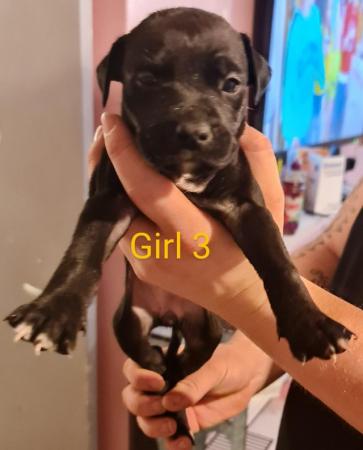 English Bulldog puppies for sale in Wellingborough, Northamptonshire – 1 year old - Image 9 of 15