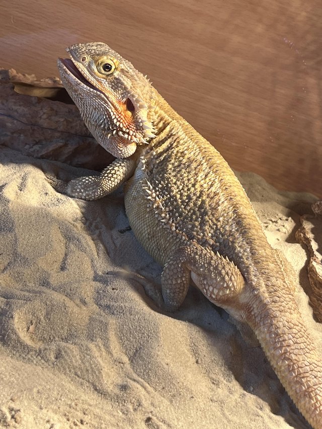 Preview of the first image of 2 yrs old bearded dragon Very friendly.