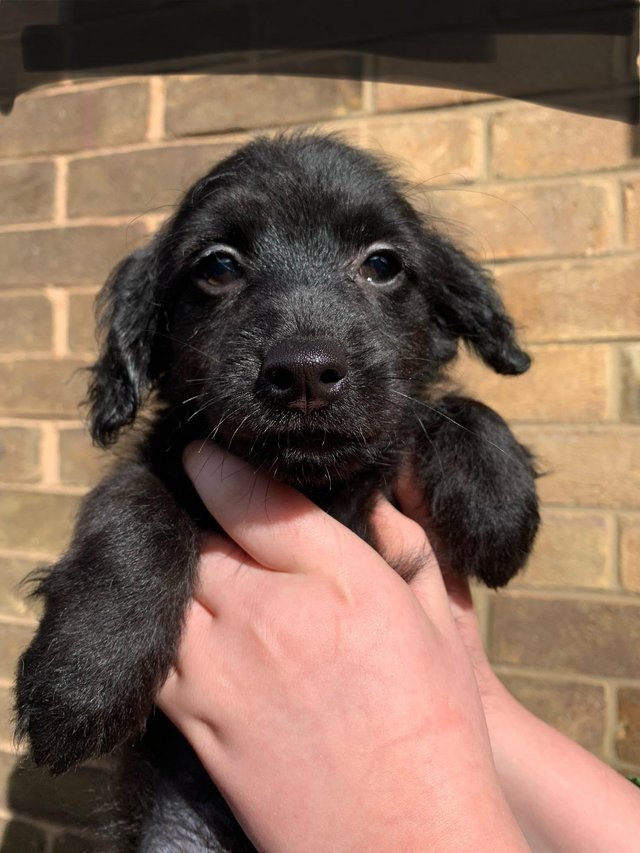 Preview of the first image of 2 beautiful mini xoloitzcuintli mix puppies still available.