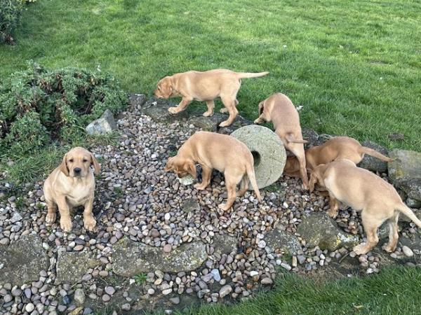 Image 11 of Gorgeous KC registered fox red Labrador puppies