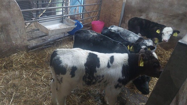 Image 2 of Calves available from 10 days to 1 month old