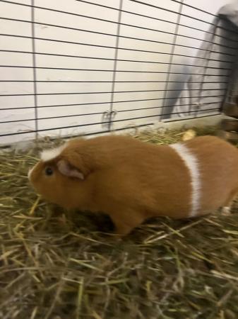 Image 1 of 2 bonded boars for sale + large cage and accessories