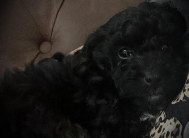 Image 5 of Poochon puppies for sale