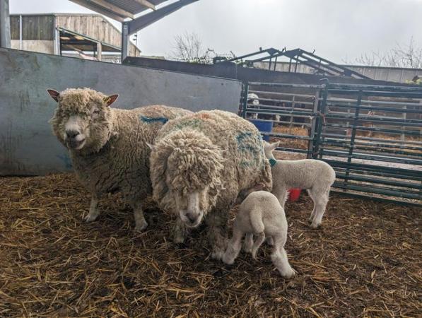 Image 2 of Pedigree Ryeland ewes with lambs at foot