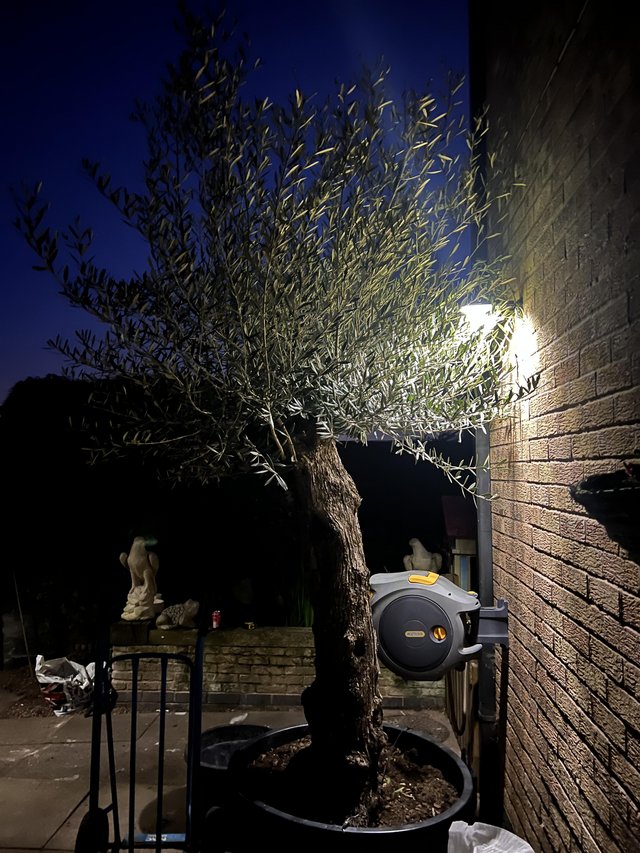 Preview of the first image of Knarley trunked Olive tree.