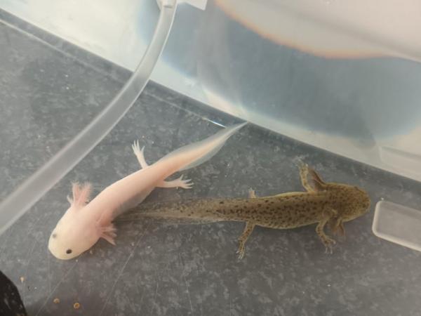 Image 3 of 5 1/2 months old baby axolotles ready for there forever home