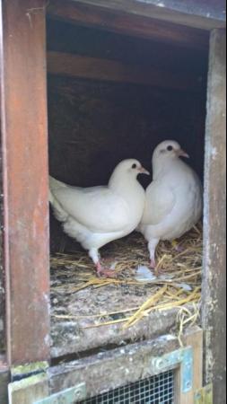 Image 3 of Pure and Best Quality White Doves. READY NOW.