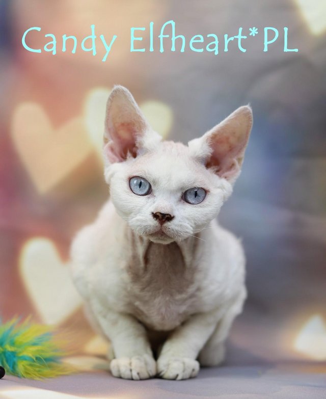Preview of the first image of Devon Rex Candy boy for small home breeding.