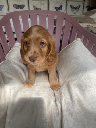 Image 6 of 1 left! Gorgeous Cocker spaniel puppies ready now.