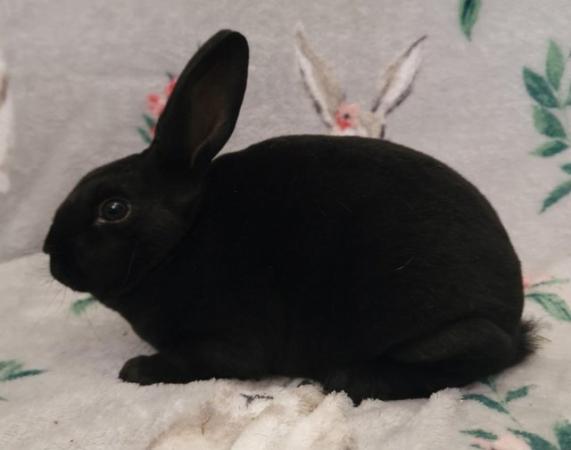 Image 9 of Mini rex kits looking for new homes