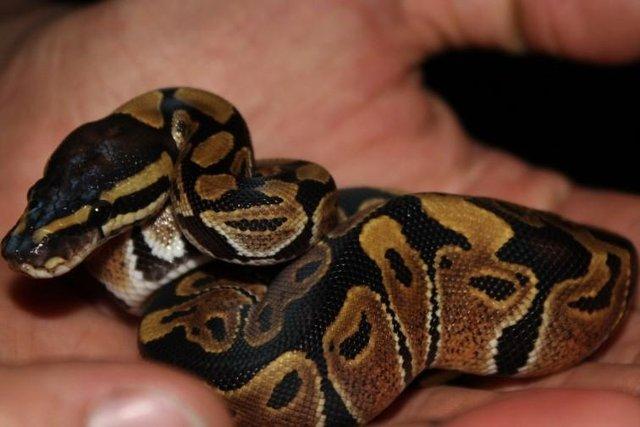 Image 5 of NEW...ROYAL PYTHON MORPHS & OTHER SNAKES NOW IN STOCK