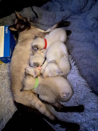 Image 14 of Exceptionally beautiful and silky soft GCCF siamese kittens