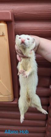 Image 3 of 1-2 year old hobs and Jill’s ferret available
