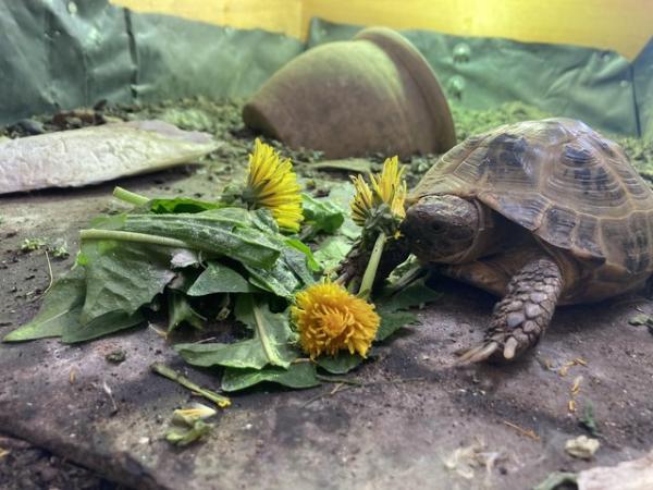 Image 5 of 5 year old female Horsefield tortoise