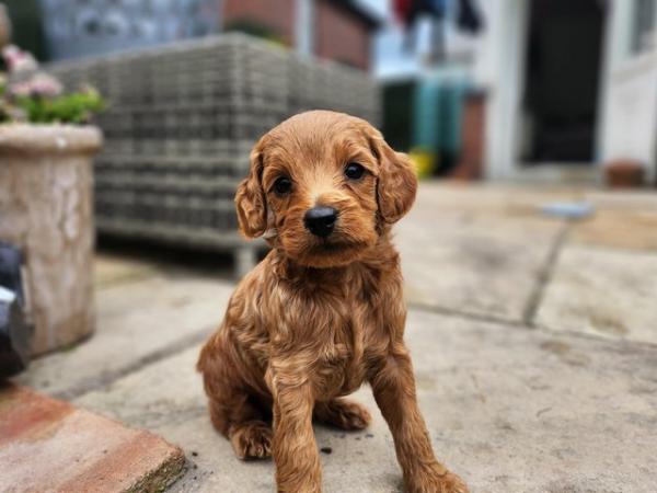 Image 22 of GORGEOUS COCKAPOO PUPPIES FOR SALE