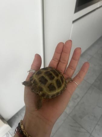 Image 5 of Lovely 2 year old female tortoise with full set up