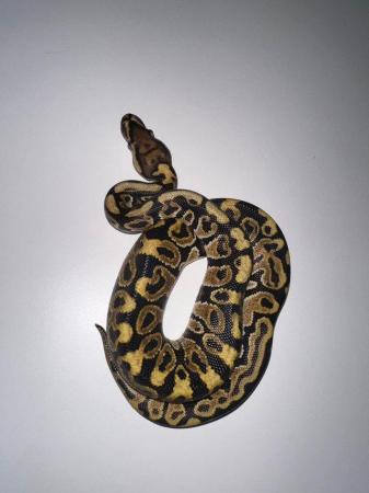 Image 5 of Royal Pythons Pied Clown Highway Ivory BEL Adults and CB23