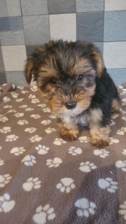 Image 3 of Yorkshire terrier puppys