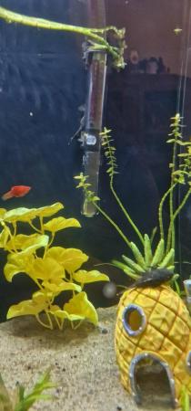 Image 1 of Tropical fish tank. Complete set up