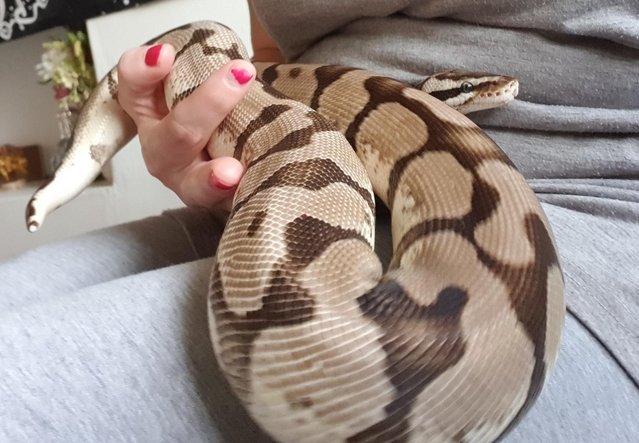 Image 1 of Male Ball python for sale